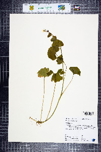 Cardamine breweri image