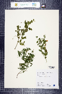 Lathyrus nevadensis image