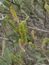 Image of Salix lasiolepis