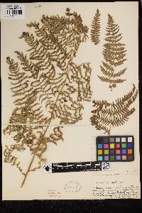 Pteridium aquilinum image