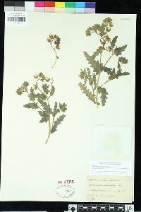 Emmenanthe penduliflora image