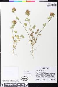 Trifolium hirtum image
