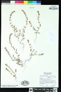 Plagiobothrys torreyi var. diffusus image