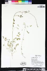 Cardamine oligosperma image