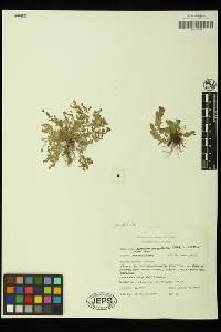 Hypericum anagalloides image