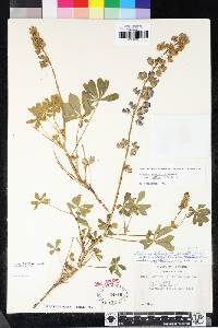 Lupinus latifolius image