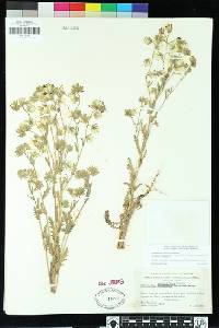 Emmenanthe penduliflora image