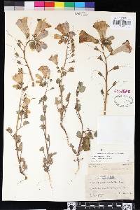 Phacelia campanularia var. vasiformis image
