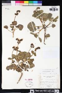 Phacelia pachyphylla image