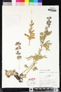 Lupinus covillei image