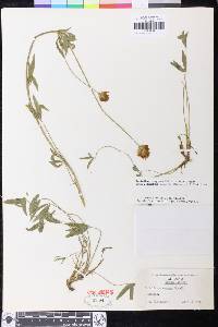 Trifolium longipes subsp. elmeri image