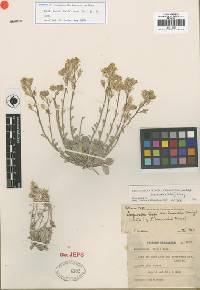 Physaria kingii subsp. bernardina image