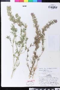 Castilleja brevistyla image