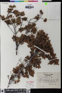 Arctostaphylos myrtifolia image