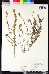 Castilleja applegatei subsp. pinetorum image