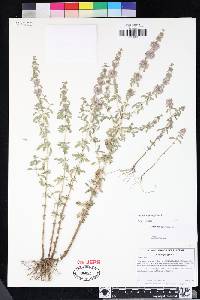 Mentha pulegium image