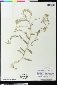 Lepidium appelianum image