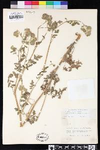 Phacelia cicutaria image