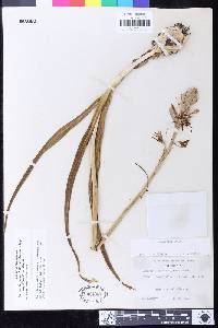 Camassia quamash subsp. breviflora image