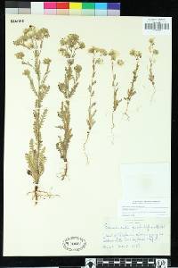 Emmenanthe penduliflora image