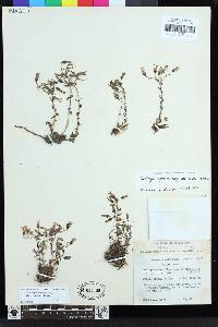 Dudleya cymosa subsp. marcescens image