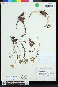 Dudleya cymosa subsp. ovatifolia image