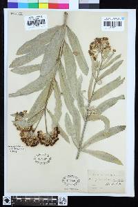 Asclepias eriocarpa image