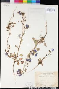 Phacelia campanularia image