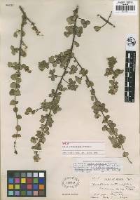 Image of Forestiera rotundifolia