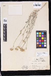 Eriophyllum confertiflorum image