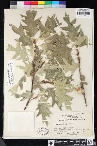 Quercus kelloggii image