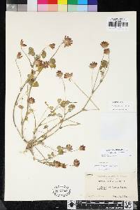 Trifolium fucatum image