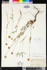 Trifolium longipes subsp. elmeri image