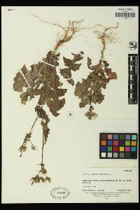 Sonchus oleraceus image