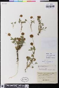 Trifolium eriocephalum subsp. eriocephalum image