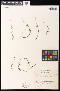 Myrmechis japonica image