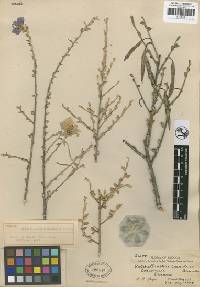 Image of Setchellanthus caeruleus