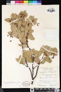 Arctostaphylos viscida subsp. mariposa image