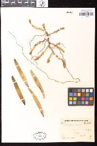 Thrixspermum centipeda image