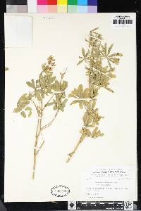 Lupinus andersonii image