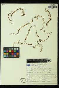 Hypericum anagalloides image