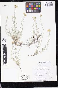 Eriophyllum confertiflorum image