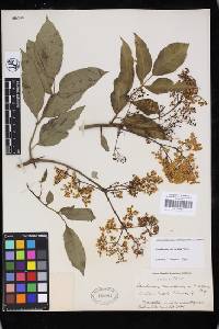 Sambucus nigra subsp. canadensis image