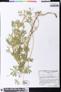 Lupinus formosus image