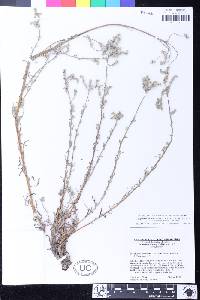 Cryptantha muricata var. denticulata image