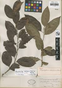 Chrysophyllum mexicanum image