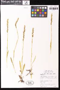 Image of Spiranthes stellata
