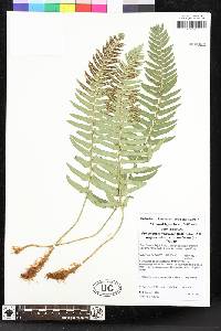 Polystichum imbricans image