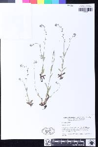 Myosotis discolor image