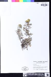 Eriophyllum staechadifolium image